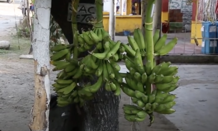How Fairtrade helps Banana farmers in Columbia